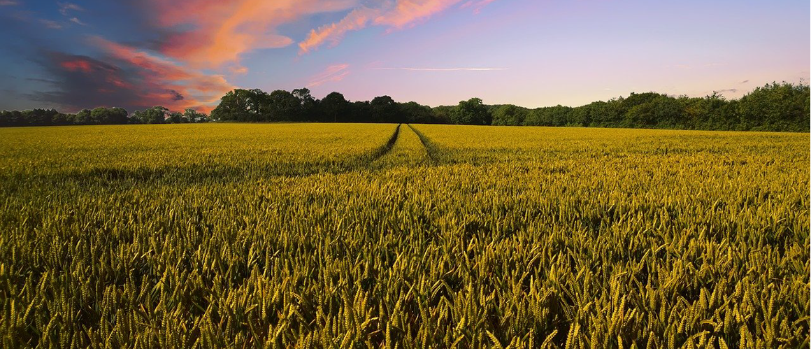 Agriculture